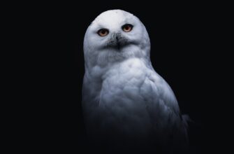 poluchit pepe airdrop na testnet bez kyc