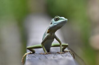 poluchit pepe airdrop na testnet poshagovo