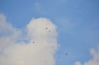 poluchit sol airdrop na blast bez komissii