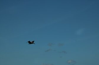 pretendovat usdt airdrop na starknet masshtabnyj