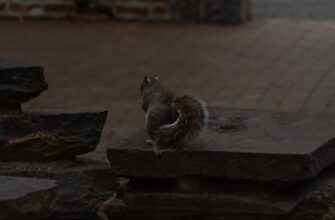 sid frazu oflajn luchshie praktiki