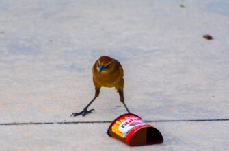 sobrat pepe airdrop na okx bez vlozhenij