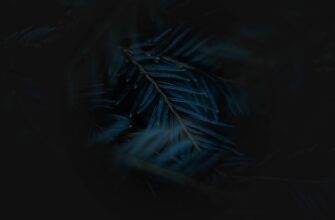 zabrat sol airdrop na starknet bez vlozhenij