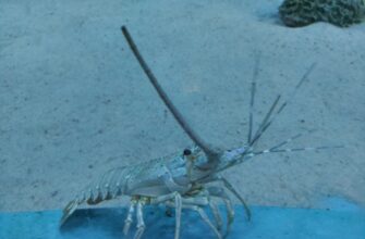 farmit dohod ada na kraken staking poshagovo