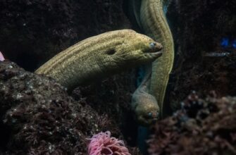 farmit dohod ton na kraken staking