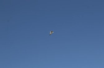 grjadushhij airdrop usdt v belarusi 2025