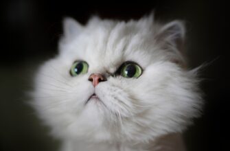 kak obezopasit akkaunt bez interneta luchshie praktiki