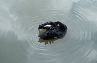 klast na depozit usdc na kraken staking bez zamorozki