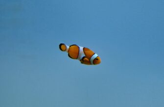 nalogovaja stavka airdrop dohod v armenii shtrafy