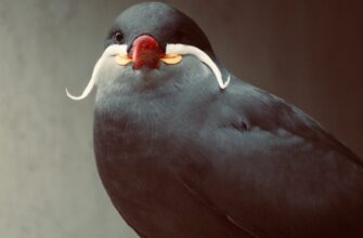 poluchit besplatno pepe airdrop na starknet bez vlozhenij