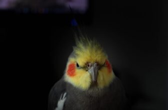 poluchit besplatno pepe airdrop na testnet bez komissii