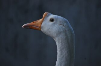 poluchit pepe airdrop na starknet dlja novichkov