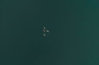 pretendovat jefirium airdrop na bybit proverennyj
