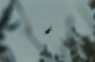 pretendovat testnet token airdrop na okx bez vlozhenij