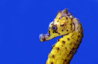 stejkat cardano na kraken staking