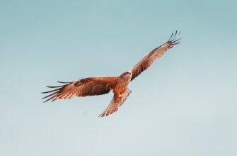 zarabatyvat procenty jefirium na yearn bez zamorozki
