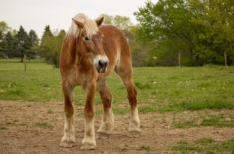 davat v lending jefirium na beefy poshagovo