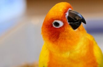 poluchit besplatno pepe airdrop na binance