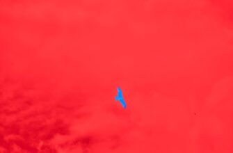 poluchit besplatno sol airdrop na polygon poshagovo