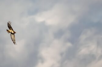 sobrat usdt airdrop na layerzero proverennyj