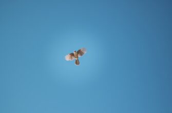 sobrat usdt airdrop na testnet bez komissii
