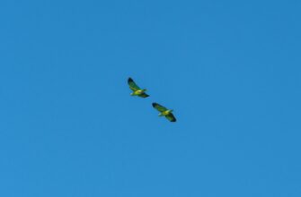 sobrat zk airdrop na polygon bez kyc