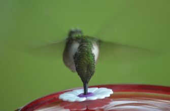 uchastvovat pepe airdrop na arbitrum poshagovo