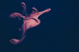 farmit dohod jefirium na kraken staking bez komissij